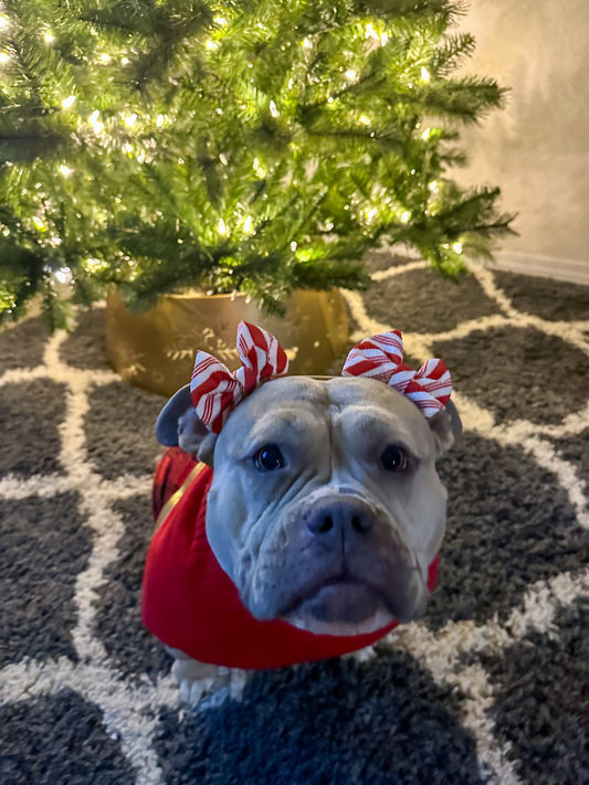 Bow Headband for Dogs